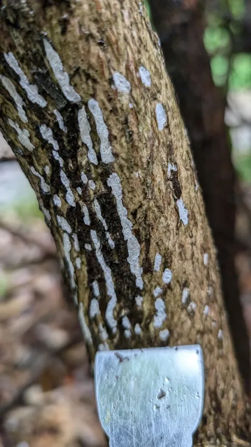 Dokumentasi Tubulicium curvisporum — Fotografi