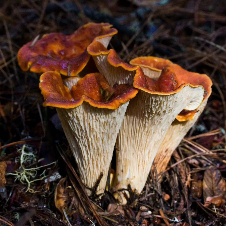 Dokumentasi Turbinellus floccosus — Fotografi