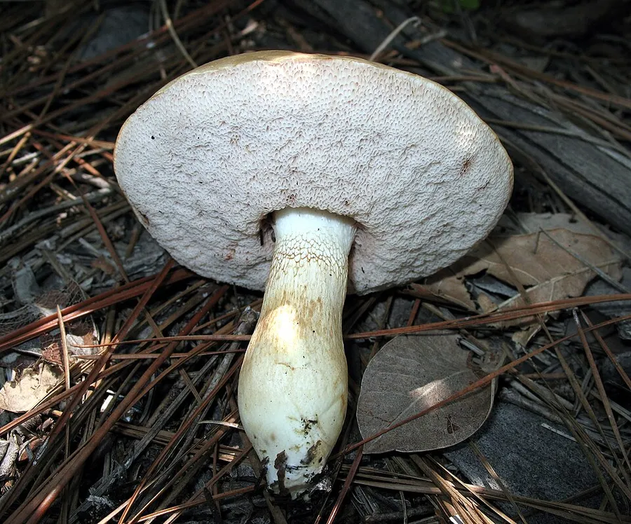 Dokumentasi Tylopilus rhoadsiae — Fotografi
