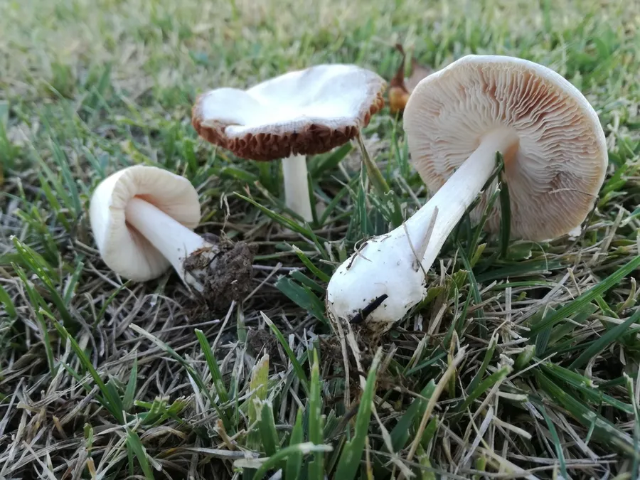Dokumentasi Volvopluteus earlei — Fotografi