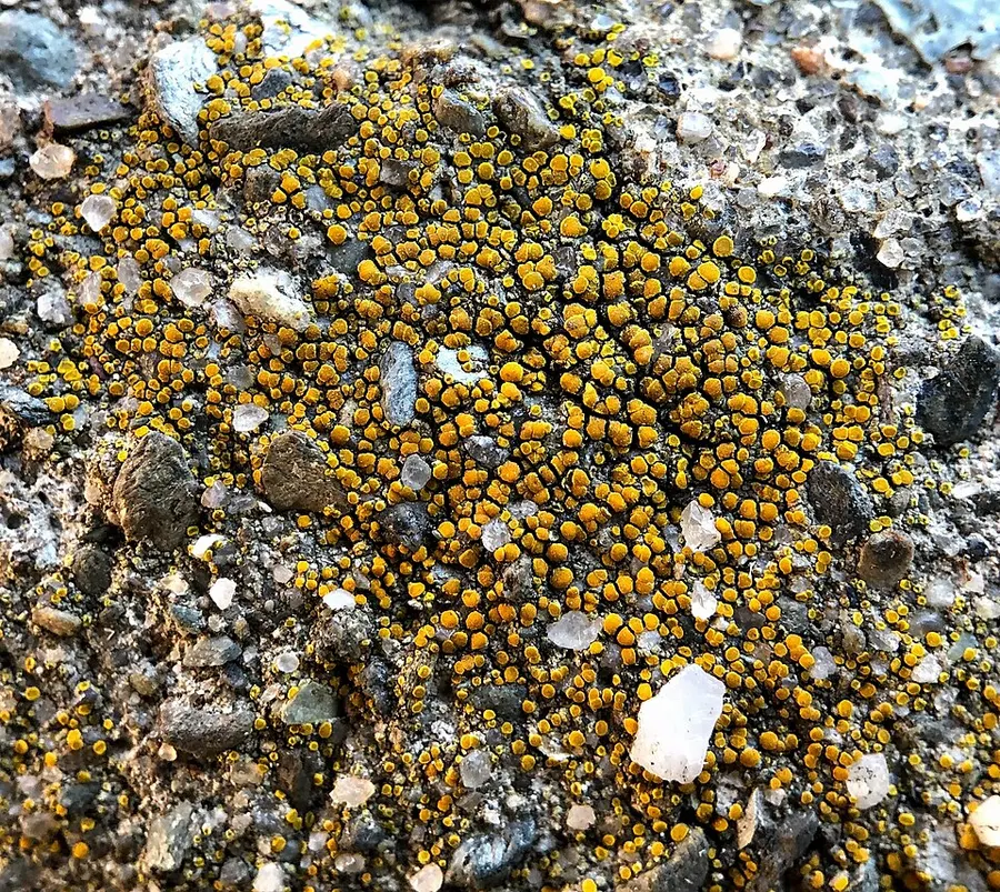 Dokumentasi Xanthocarpia feracissima — Fotografi
