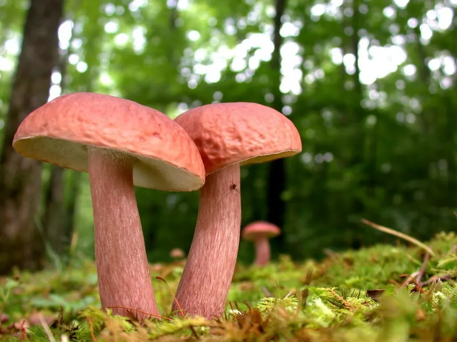 Dokumentasi Boletus separans — Fotografi