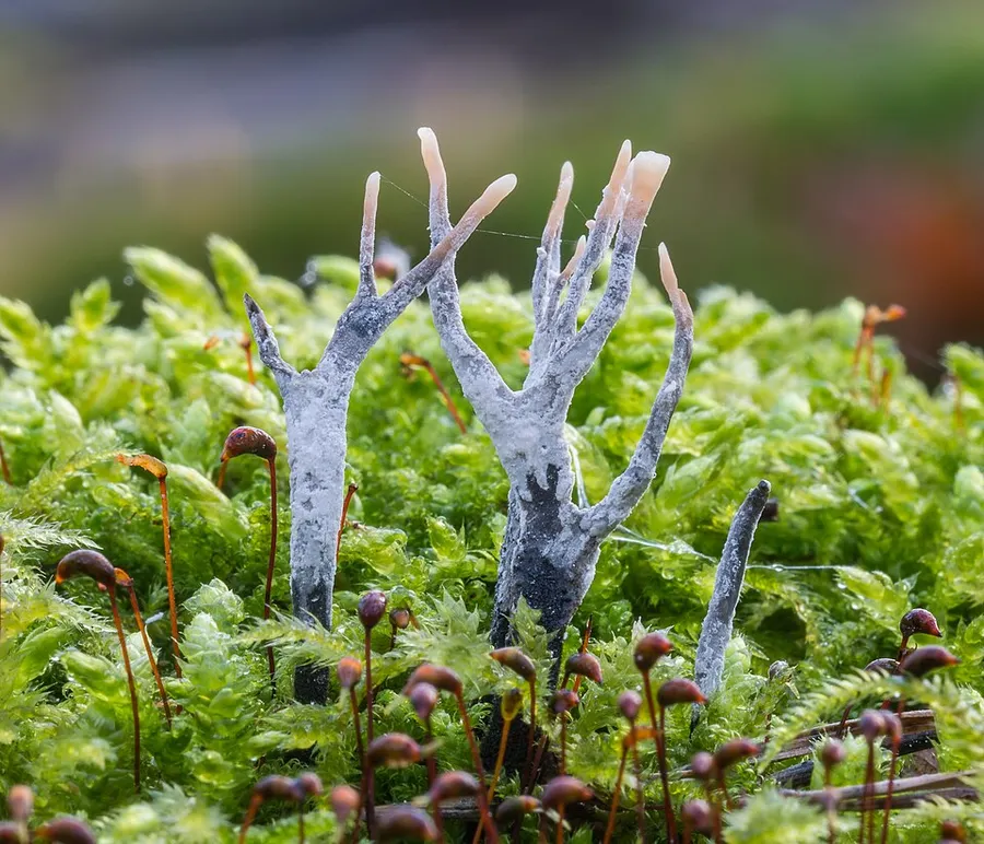 Dokumentasi Xylaria hypoxylon — Fotografi