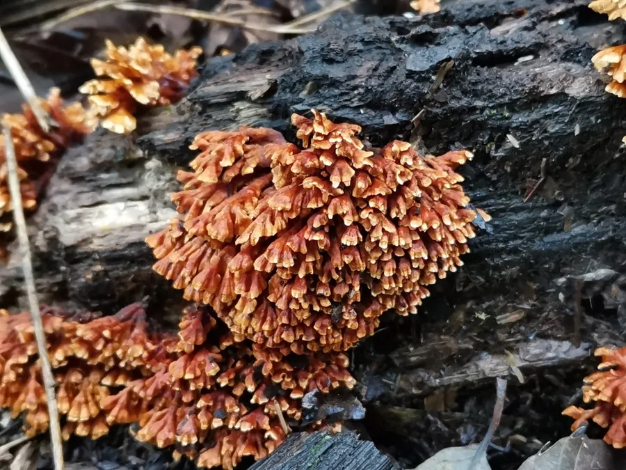 Dokumentasi Xylobolus spectabilis — Fotografi