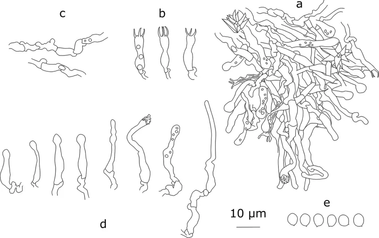 Dokumentasi Xylodon attenuatus — Pelat ilmiah