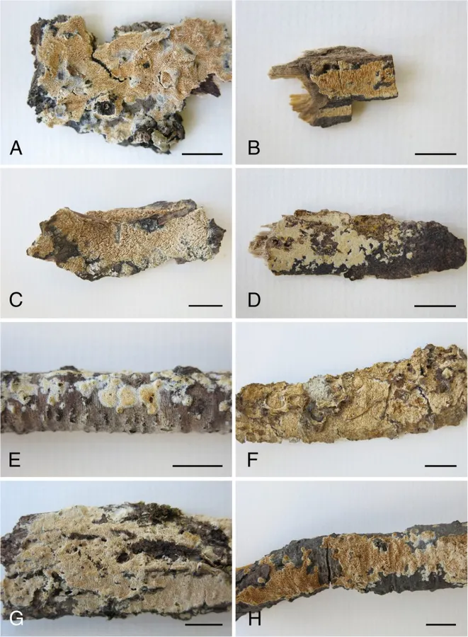 Dokumentasi Xylodon patagonicus — Pelat ilmiah