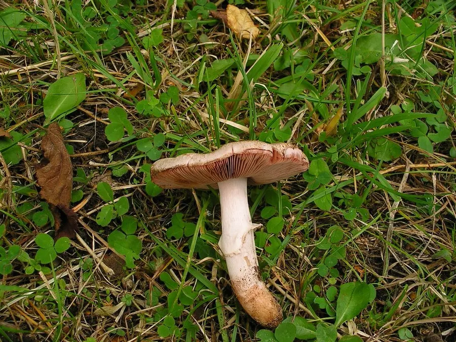 Dokumentasi Agaricus langei — Fotografi