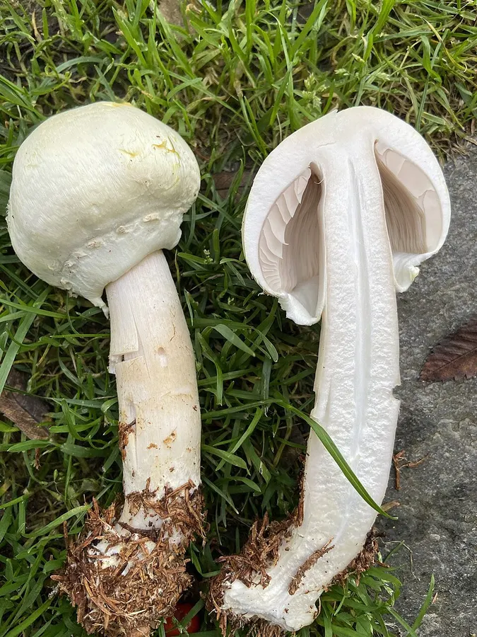 Dokumentasi Agaricus macrocarpus — Fotografi