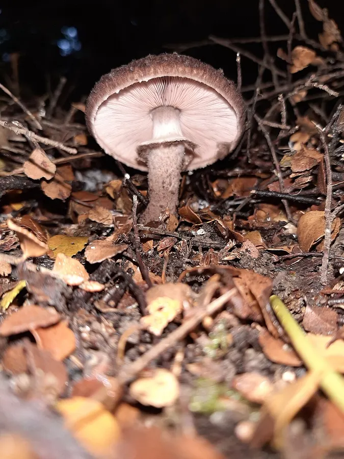 Dokumentasi Agaricus lanatoniger — Fotografi
