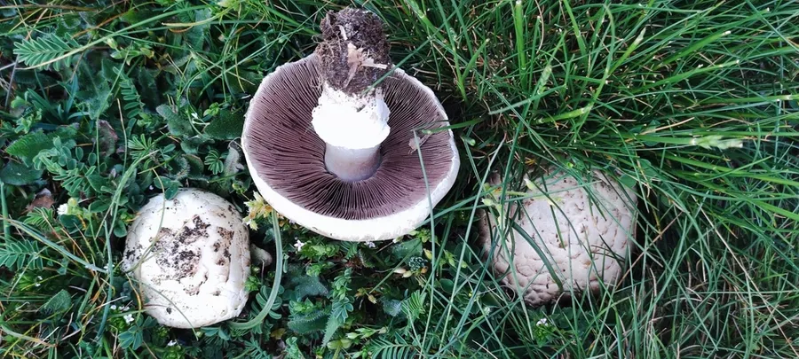 Dokumentasi Agaricus litoralis — Fotografi