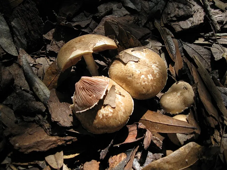 Dokumentasi Agaricus semotus — Fotografi