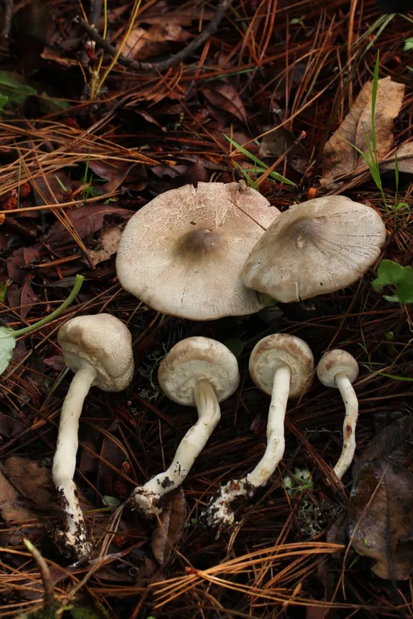 Dokumentasi Agaricus pocillator — Fotografi