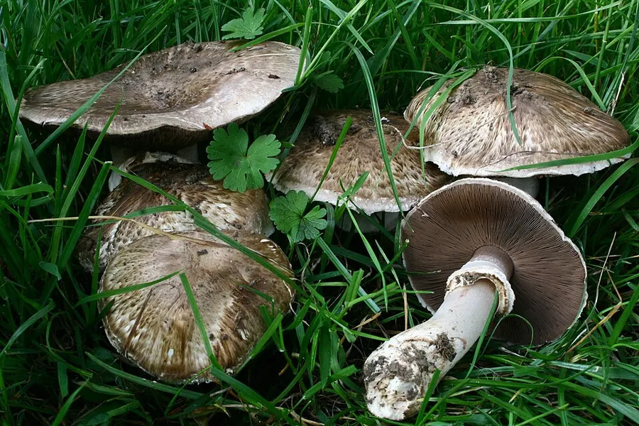 Dokumentasi Agaricus subperonatus — Fotografi