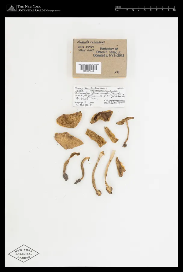 Dokumentasi Amanita rubescens — Voucher herbarium