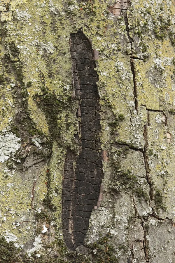 Dokumentasi Anthostoma decipiens — Fotografi