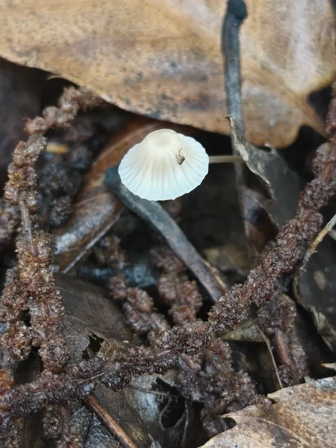 Dokumentasi Atheniella flavoalba — Fotografi