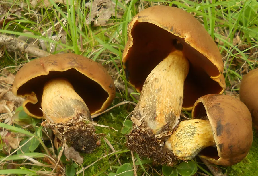 Dokumentasi Boletus vermiculosus — Fotografi