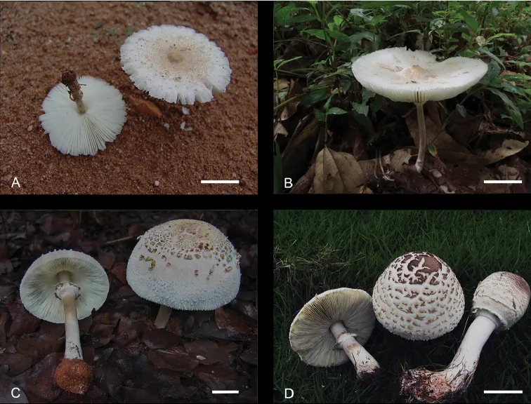 Dokumentasi Chlorophyllum palaeotropicum — Pelat ilmiah