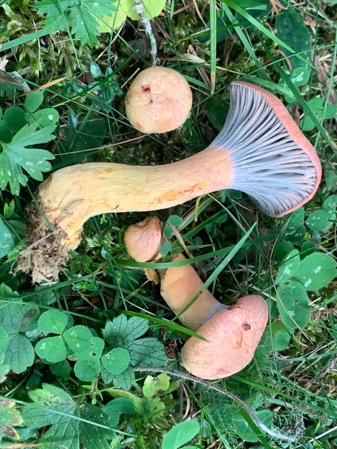 Dokumentasi Chroogomphus helveticus — Fotografi