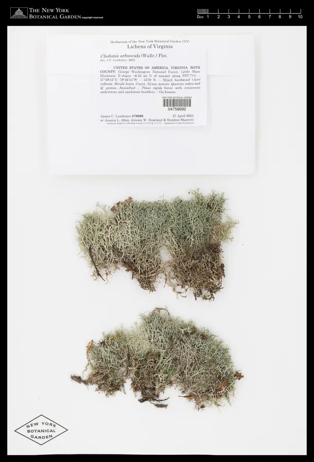 Dokumentasi Cladonia arbuscula — Voucher herbarium