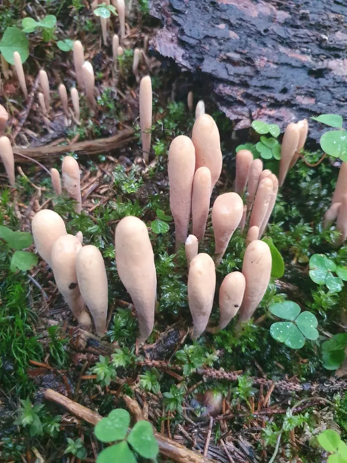 Dokumentasi Clavariadelphus ligula — Fotografi