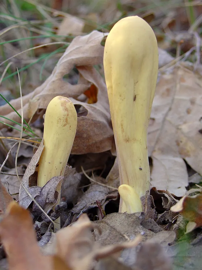 Dokumentasi Clavariadelphus pistillaris — Fotografi