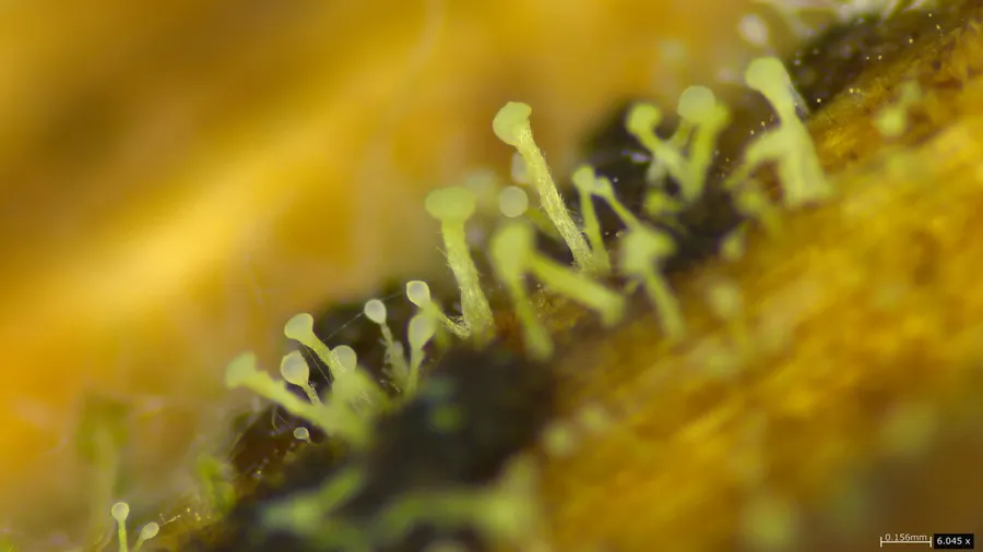 Dokumentasi Dendrostilbella prasinula — Fotografi