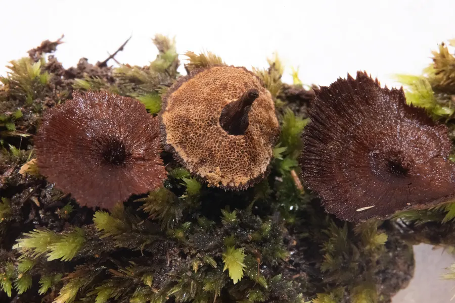 Dokumentasi Coltricia strigosa — Fotografi
