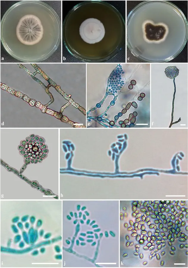 Dokumentasi Coniochaeta simbalensis — Pelat ilmiah