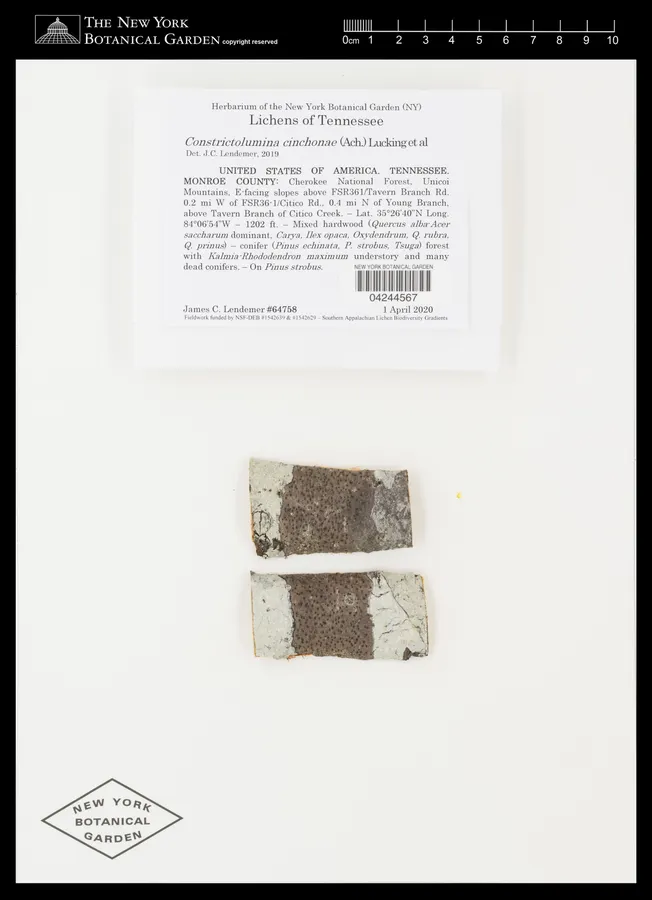 Dokumentasi Constrictolumina cinchonae — Voucher herbarium