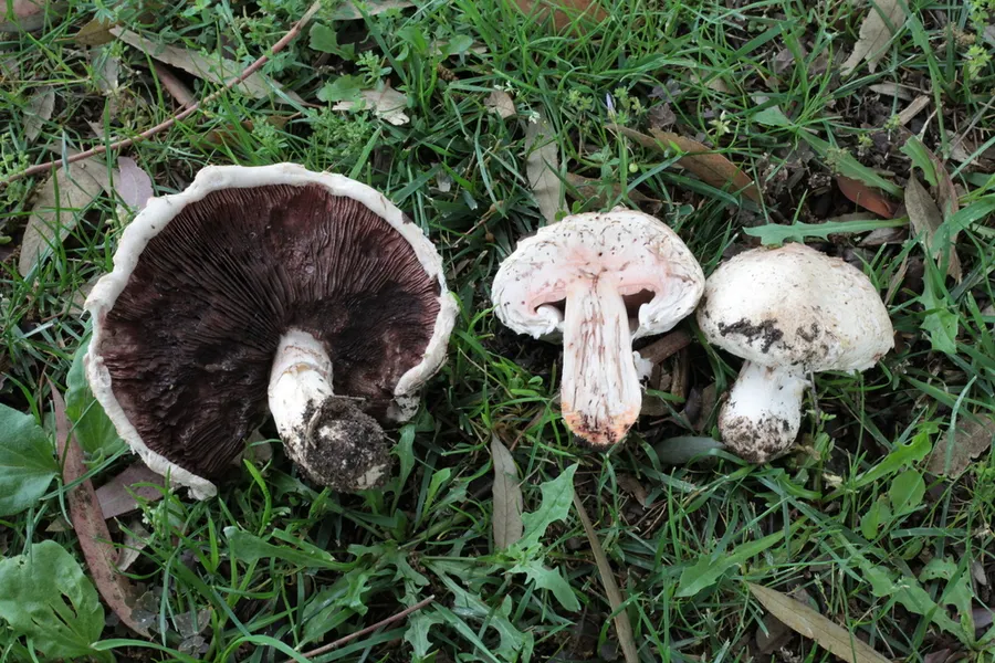 Dokumentasi Agaricus bernardii — Fotografi