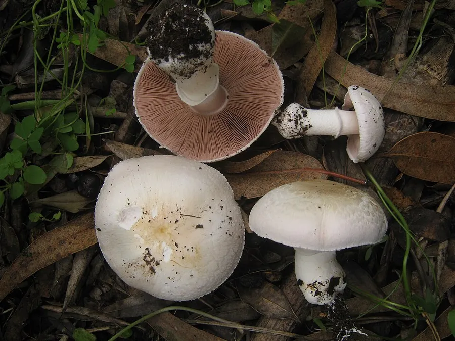 Dokumentasi Agaricus bresadolanus — Fotografi