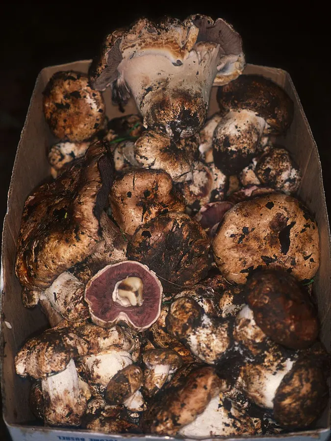Dokumentasi Agaricus lilaceps — Fotografi