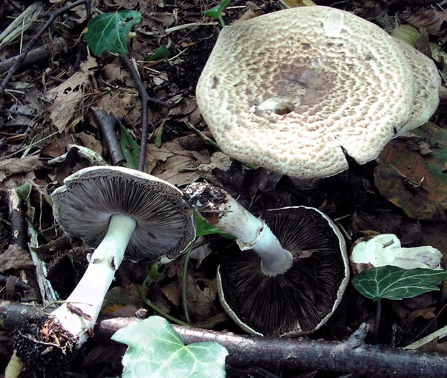 Dokumentasi Agaricus impudicus — Fotografi