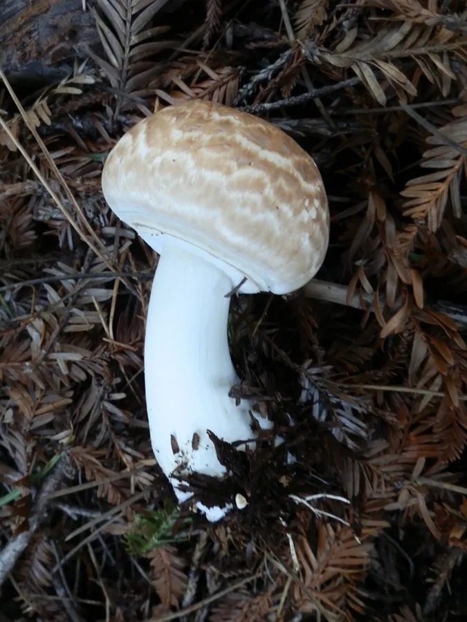 Dokumentasi Agaricus hondensis — Fotografi