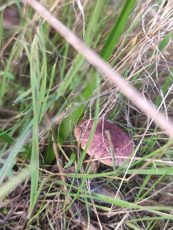 Dokumentasi Agaricus purpurellus — Fotografi