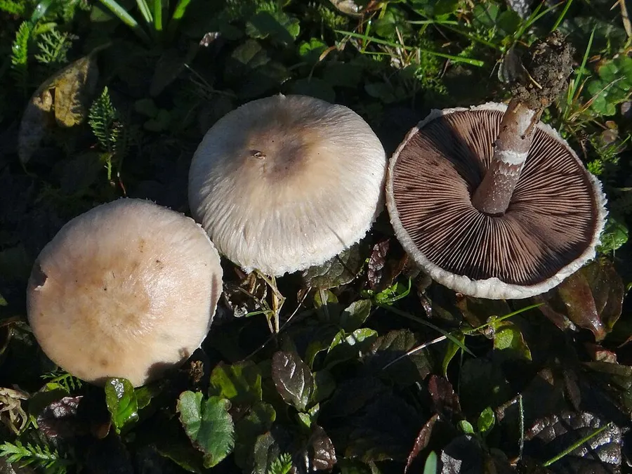 Dokumentasi Agaricus comtulus — Fotografi