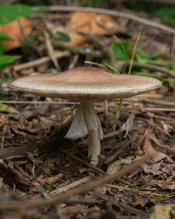 Dokumentasi Agaricus subrufescens — Fotografi