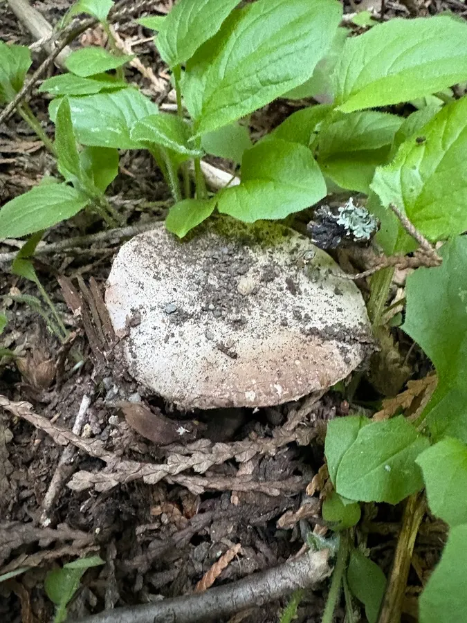 Dokumentasi Agaricus subfloccosus — Fotografi