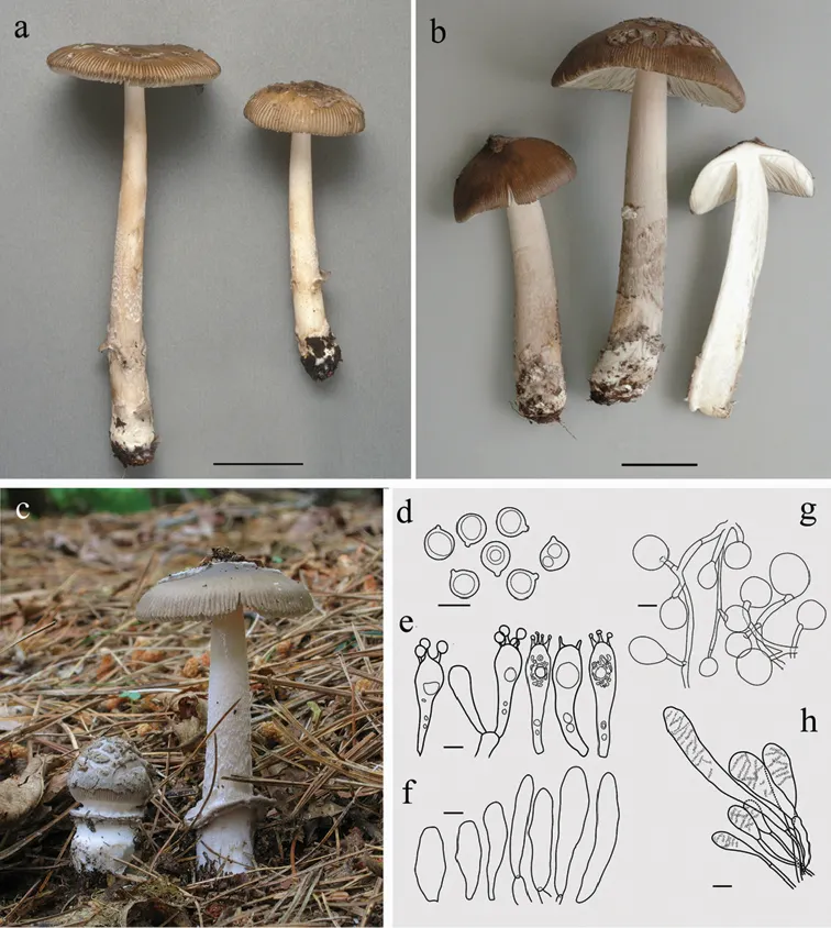 Dokumentasi Amanita rhacopus — Pelat ilmiah