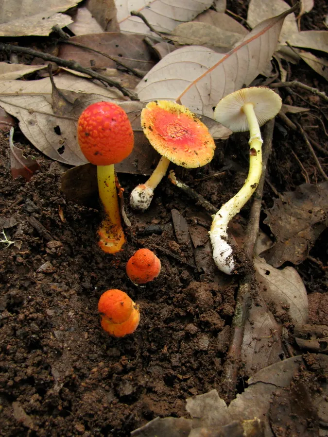 Dokumentasi Amanita rubrovolvata — Fotografi