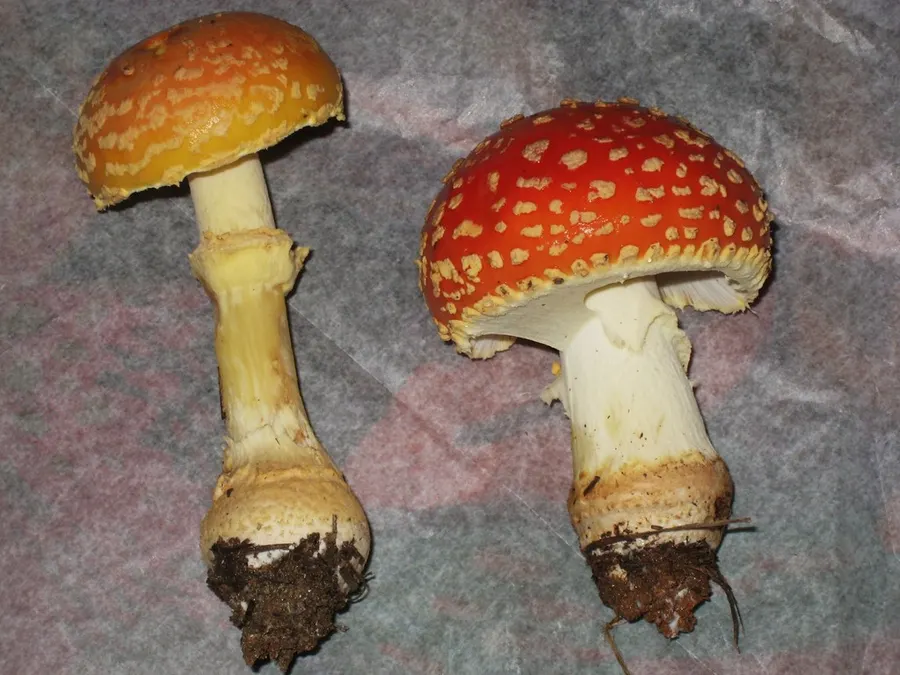 Dokumentasi Amanita persicina — Fotografi