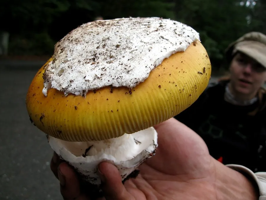 Dokumentasi Amanita calyptroderma — Fotografi