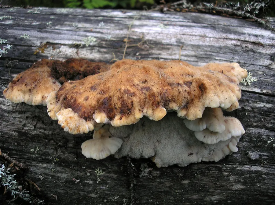 Dokumentasi Amylocystis lapponica — Fotografi