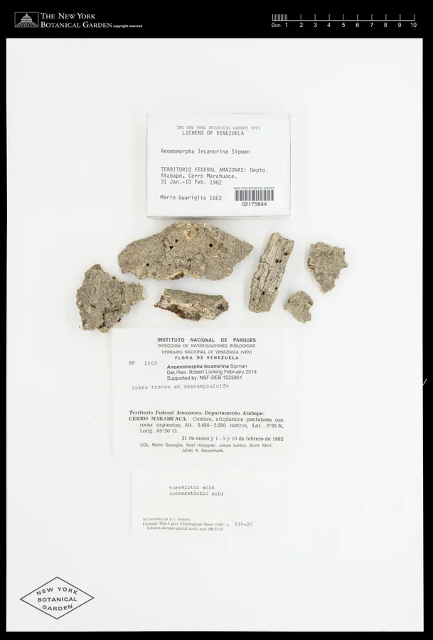Dokumentasi Anomomorpha lecanorina — Voucher herbarium