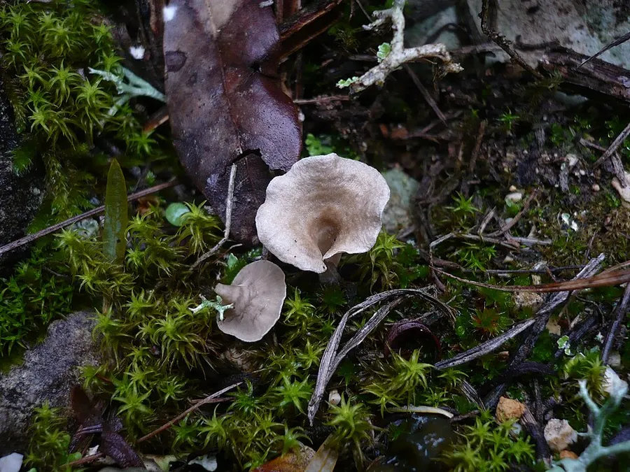 Dokumentasi Arrhenia spathulata — Fotografi
