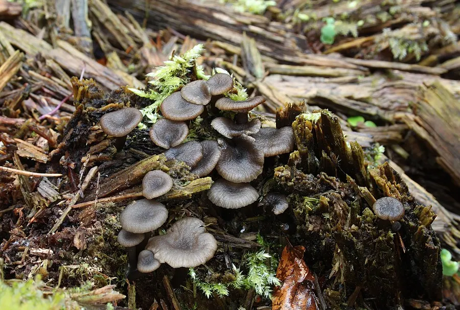 Dokumentasi Arrhenia epichysium — Fotografi