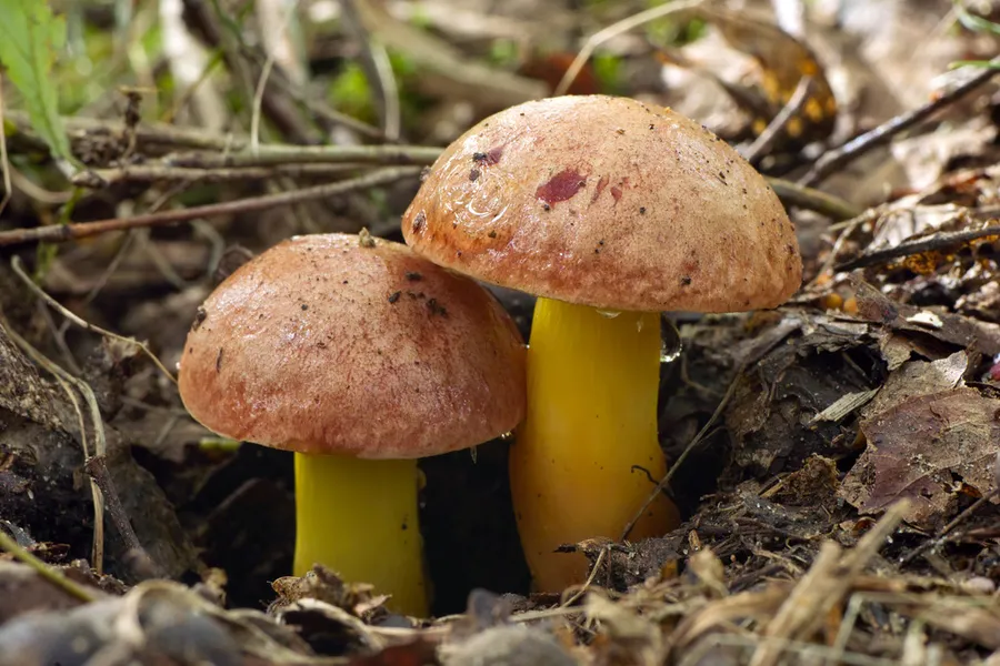 Dokumentasi Aureoboletus gentilis — Fotografi