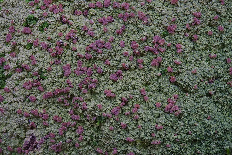 Dokumentasi Baeomyces carneus — Fotografi