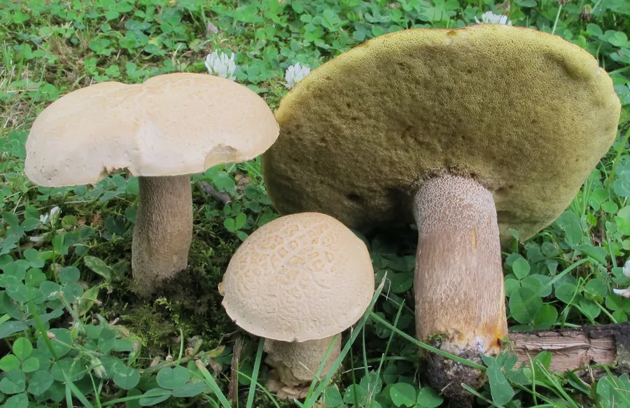 Dokumentasi Boletus variipes — Fotografi